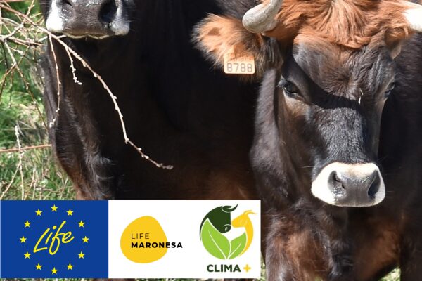 CLIMA+ Visit to the Maronese Cattle Breeder's