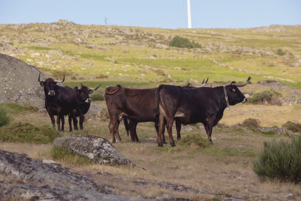 CLIMA+ Visit to the Maronese Cattle Breeder's - Image 3